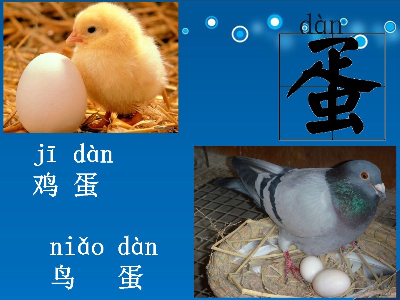 dàn  jī dàn  鸡 蛋   niǎo dàn  鸟 